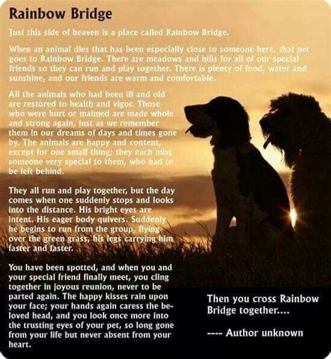 rainbow bridge poem rainbow bridge dog love dogs