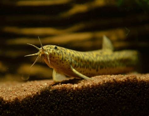 dojo loach care size tank mates lifespan diet fish laboratory