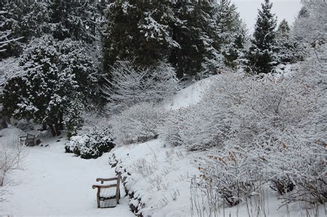 snowy photo   minnesota landscape arboretum minnesota