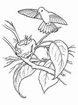 Aves Flor Beija Pintar Picaflor Nido Nidos Animais Outubro Colibri Bird sketch template