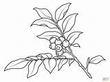 Branch Huckleberry Coloring Pages Drawing Color Template Printable Plants Drawings Designlooter Paper 2046 9kb sketch template