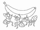 Hormigas Colorear Fourmi Coloriages sketch template
