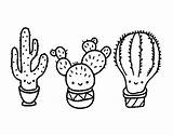 Cactus Cactos Colorier Drawing Colorare Getdrawings Flores Loudlyeccentric Disegni Prickly Visitados Acolore Coloritou Naturaleza sketch template