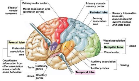 Detailed Brain Lobes [7] Download Scientific Diagram