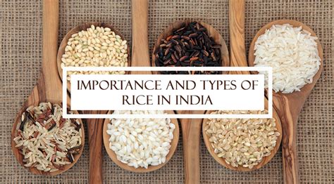 importance  types  rice  india singarajan
