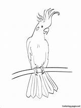 Cockatoo Coloring Pages Bird Australian Drawings Animal Printable Cockatoos Svg Colouring Kakadu Drawing Animals Umbrella Birds Australia Template Book Kalina sketch template