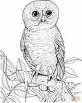 Owl Coloring Pages Big Eyed Printable Burrowing Drawing Realistic Barn Print Sheets Hoot Printables Activity Designlooter Silhouettes Pdf Gif Getdrawings sketch template