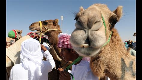 12 camels disqualified from saudi arabia beauty pageant for using botox