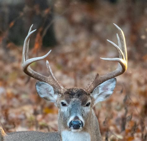 deer antlers  bigger  year proper hunting