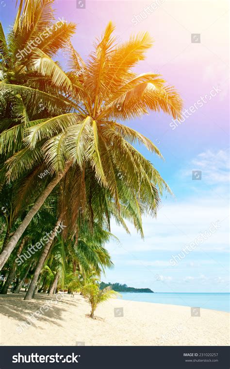 beautiful beach  palm tree   sand stock photo