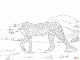 Ghepardo Sahara Cheetah Disegnare Saharan sketch template