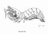Mantis Shrimp Coloring Designlooter Browse Deviantart sketch template