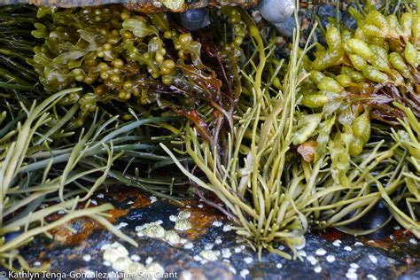 maine seafood guide seaweed maine sea grant university  maine