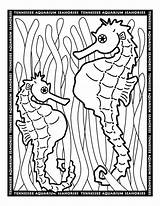 Seahorse Seahorses Seepferdchen sketch template