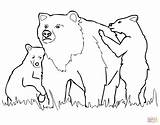 Bear Coloring Grizzly Cubs Cub Colorare Disegni Panda Cuccioli Designlooter sketch template
