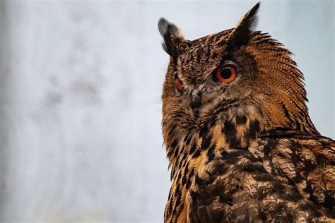owl ears restorative practices elearning platform