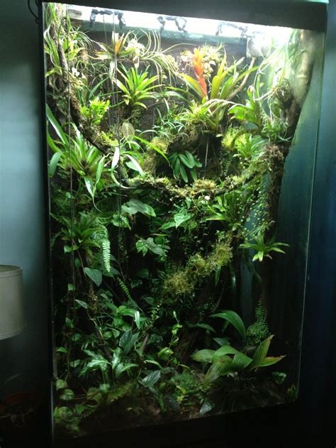 click  image  show  full size version tree frog terrarium