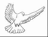 Dove Coloring Mourning 44kb 1210 sketch template