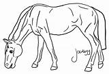 Horse Coloring Pages Breyer Horses Kids Color Pinto Printable Drawing Getcolorings Wallpapers Gif Getdrawings Library Clipart Popular Line sketch template