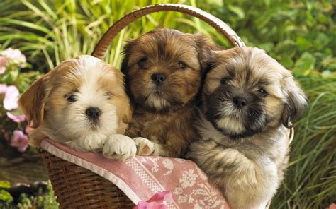 cute puppies  wallpapers hd wallpapers id