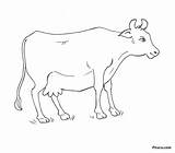 Cow Coloring Domestic Animals Pages Kids Pitara sketch template