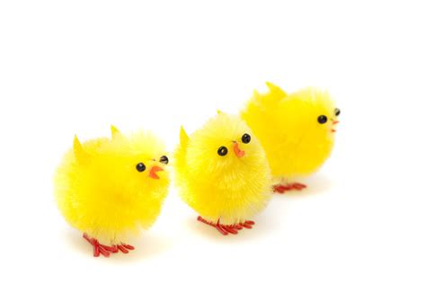 stock photo   fluffy easter chicks freeimageslive