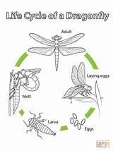 Cycle Dragonfly Life Coloring Pages Fly Kids Dragon Printable Drawing Super Preschool Cycles Insect Craft Insects Science sketch template