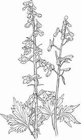 Larkspur Delphinium Coloring Elongatum Tall Supercoloring Pages Flower Flowers Printable Drawings Botanical sketch template