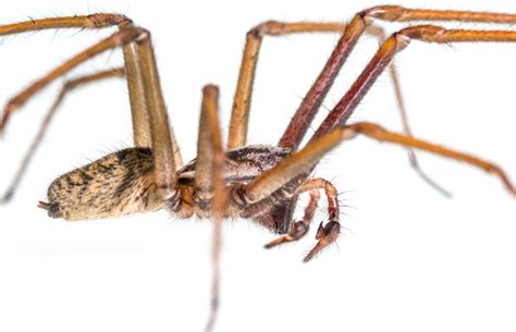 that giant house spider will not kill you … it s got sex