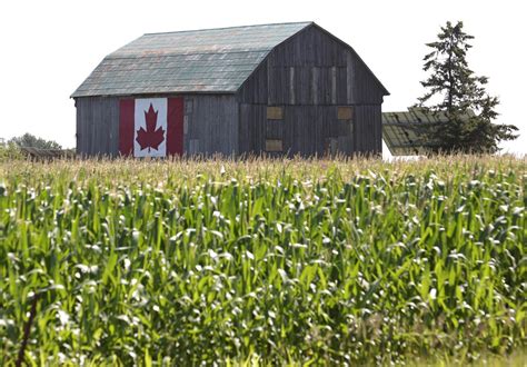 canadian farmers  real    afro news