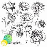 Rose Roses Flower Drawing Vector Illustration Drawn Detailed Hand Vintage Stock Sketch Flowers Highly Background Set Stem Shutterstock Drawings Collection sketch template