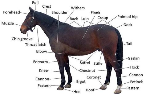 horse wikipedia   encyclopedia horse anatomy horses equine veterinary