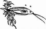 Catfish Coloring Plant Water Place Clipartbest Channel Pencil Sketch Clipart sketch template