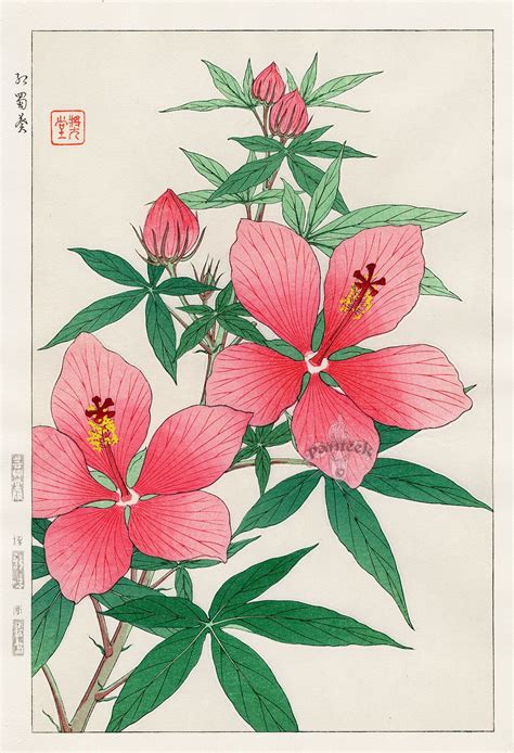Hibiscus From Shodo Kawarazaki Spring Flower Japanese
