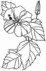 Coloring Hibiscus Bestcoloringpagesforkids Downloadable Artigo sketch template