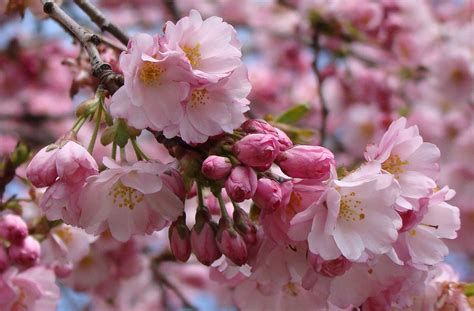 proteggere la fioritura del ciliegio nei climi freddi accademia dei