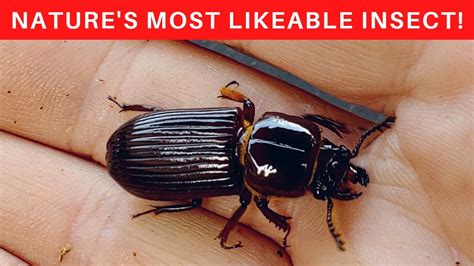 7 reasons to love bess beetles youtube