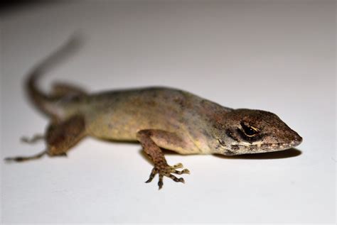 anolis sagrei    southern hemisphere  record  south america anole annals