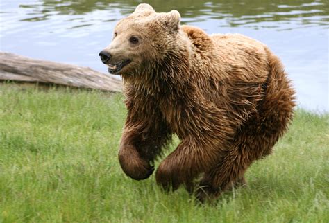 bear  biggest animals kingdom