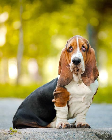 european  american basset hound whats  difference
