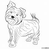Yorkie Terrier sketch template