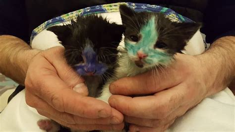 kittens found covered in ink are so happy to get clean