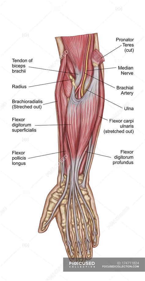 anatomy  human forearm muscles  labels pronator teres median nerves stock photo