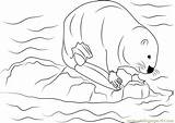 Coloring Castor Canadensis Beaver Coloringpages101 Pages sketch template