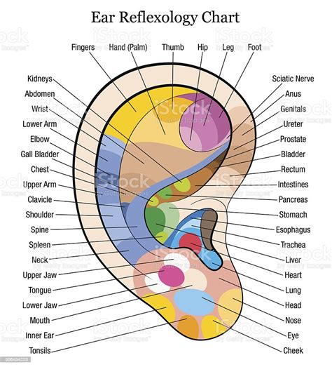 Right Ear Reflexology Stock Illustration Download Image Now Istock