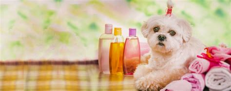 give  dog  spa treatment  home wag