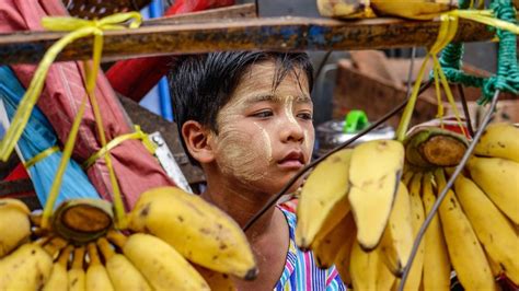 The ‘banana Pandemic’ Destroying The World’s Favourite Fruit