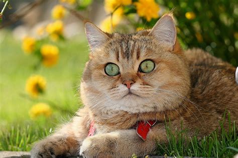 british shorthair british cat kotofey red face enormous eyes