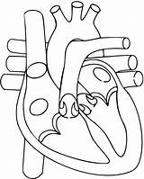 Anatomy Humano Circulatory Drawi Anatomia Pngitem Humana Organos Labeled Colon Cristobal Maqueta Blood Fisiologia Bloq sketch template