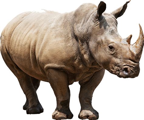 rhino background png png play